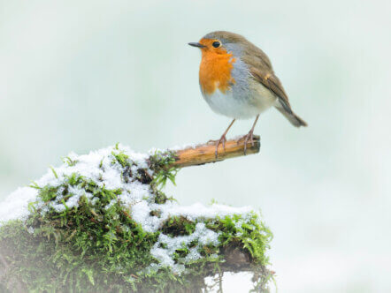 12 Days Wild - Robin in the snow (c) Jon Hawkins Surrey Hills Photography