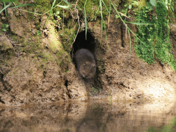 A Young Water Vole in a Burrow Credit Emily Marnham