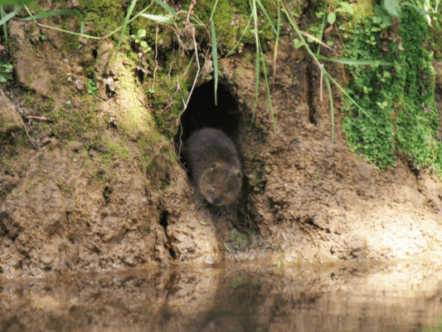 A Young Water Vole in a Burrow Credit Emily Marnham