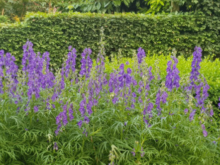 A mass planting of the mystery aconite variety that 'started it all'