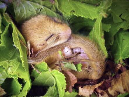 Living Magazines: Native hazel dormouse in leaves. Credit Michael Walker.