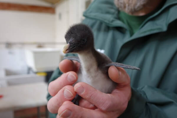 A northern rockhopper penguin chick born at Whipsnade Zoo (c) Whipsnade Zoo