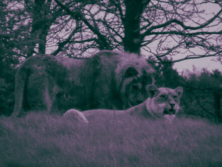 African lions at Whipsnade Zoo after dark (c) Whipsnade Zoo