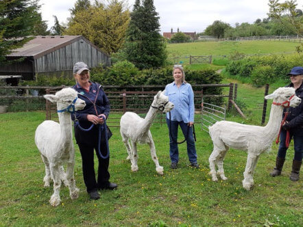 Living Magazines Alpaca Therapy