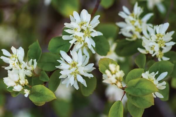 Amelanchier lamarckii - AdobeStock_509730976