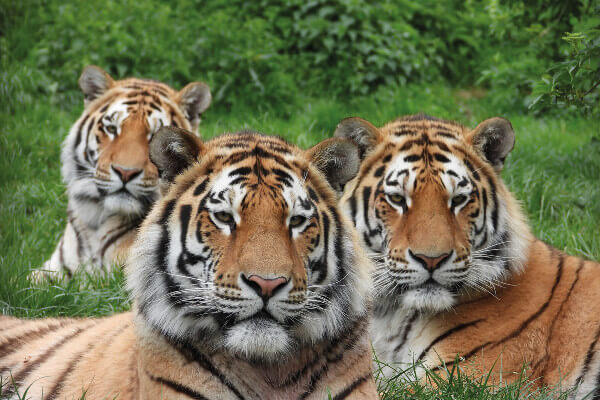 Living Magazines Whipsnade Zoo's Amur Tigers Makari Czar and Dmitri (c) ZSL Zookeeper Jame Ford