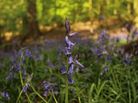 Living Magazines Ancient Woodlands Volunteers