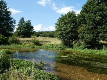 Archers Green Nature Reserve (c) HMWT