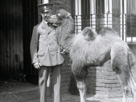 Archival image of London Zoo keeper Wally Styles beside a Bactrian camel; London Zoo, 1929 © Bond and ZSL