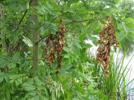 Living Magazines Ash dieback (c) M J Richardson