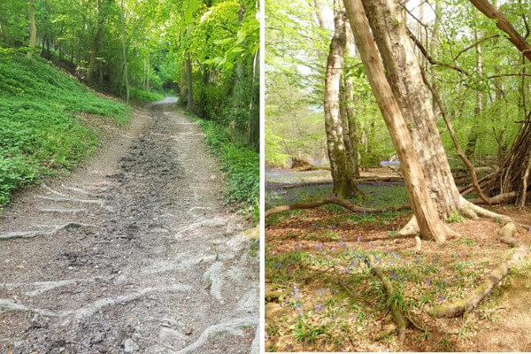 Living Magazines Ashridge Commons and Woods erosion