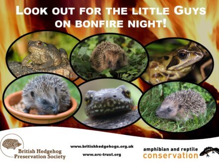 Living Magazines Hedgehogs and Bonfires