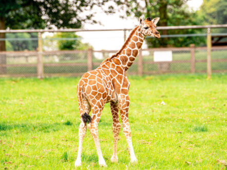 Baby boy giraffe exploring the outdoors for the first time at Whipsnade Zoo (c) ZSL
