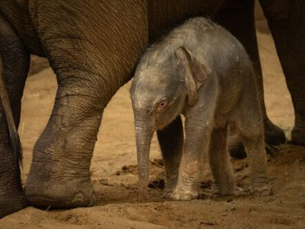 Baby endangered Asian elephant born at Whipsnade Zoo (c) ZSL