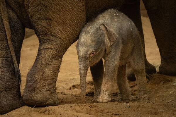 Baby endangered Asian elephant born at Whipsnade Zoo (c) ZSL