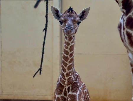 Baby giraffe, born to mum Ijuma, at Whipsnade Zoo (c) Whipsnade Zoo_Alex Simpson