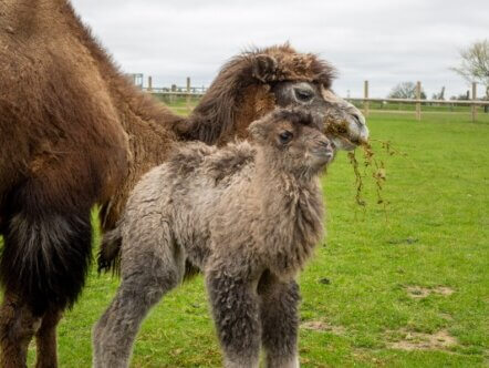 Bactrian camel calf Sophia and mum Izzy a Whipsnade Zoo (c) ZSL