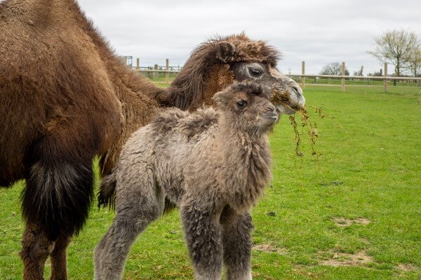 Bactrian camel calf Sophia and mum Izzy a Whipsnade Zoo (c) ZSL