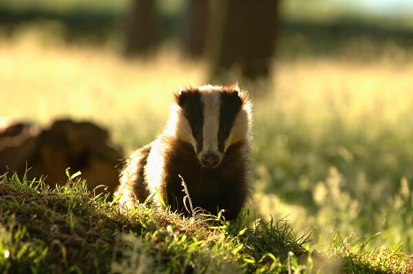 Living Magazines Badger (c) Andrew Parkinson2020VISION