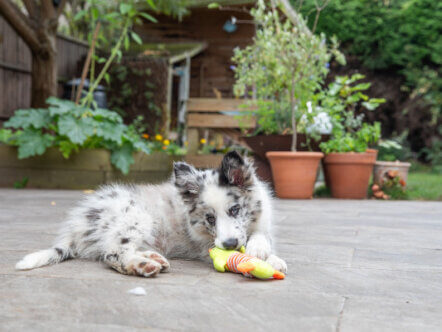 Living Magazines Kennel Club Be Puppywise