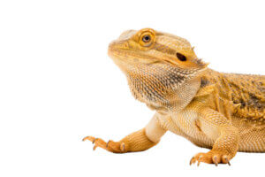 A Bearded Dragon (Pogona vitticeps) isolated on a white background