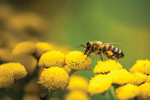 Bees - AdobeStock_284303732