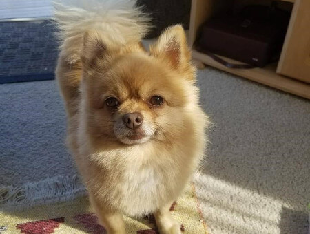 Living Magazines Dog theft Benny Pomeranian