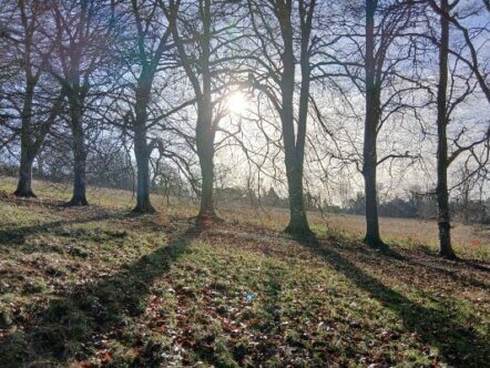Berkhamsted Castle Fields Tree Shadows