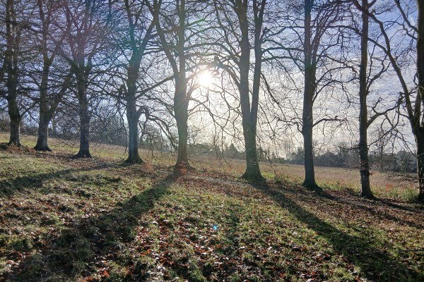 Berkhamsted Castle Fields Tree Shadows