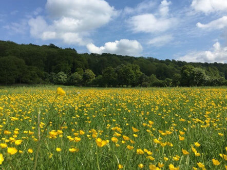 Living Magazines Berkhamsted Walk 2022