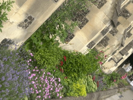Berkhamsted In Bloom