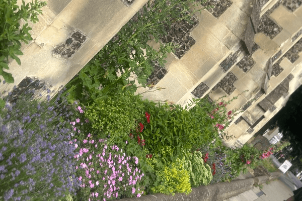 Berkhamsted In Bloom