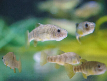 Boxer pupfish at Whipsnade Zoo (c) Whipsnade Zoo