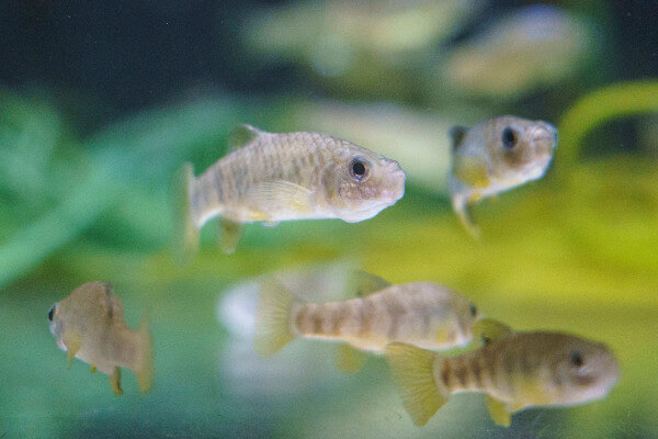 Boxer pupfish at Whipsnade Zoo (c) Whipsnade Zoo
