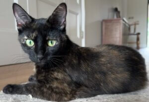 Callie