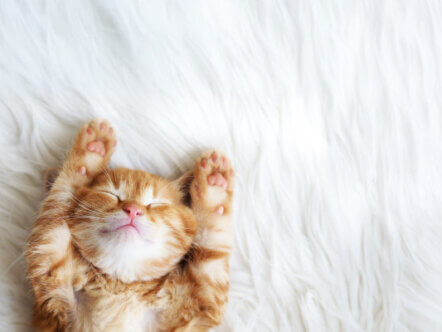 Cute little red kitten sleeps on fur white blanket