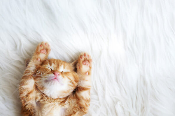 Cute little red kitten sleeps on fur white blanket