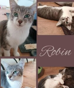 Cat Robin