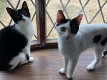 Cats Berkhamsted Tibbles and Bubbles
