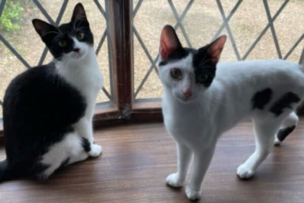Cats Berkhamsted Tibbles and Bubbles