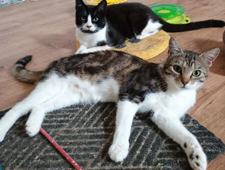 Cats Neo and Trinity