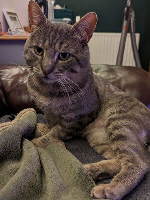 Cats in Need of Homes - Living Magazines