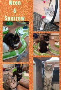 Cats Wren and Sparrow