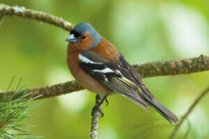 Chaffinch (Fringilla coelebs), Sweden