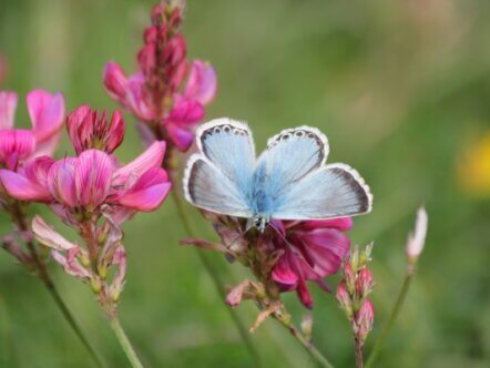 Chalkhill Blue © Paul Thrush