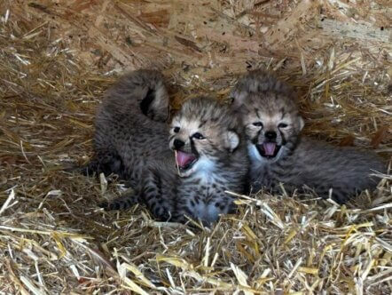 Cheetah cubs, three weeks old, Whipsnade Zoo (c) ZSL