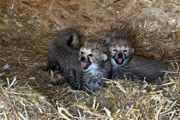 Cheetah cubs, three weeks old, Whipsnade Zoo (c) ZSL