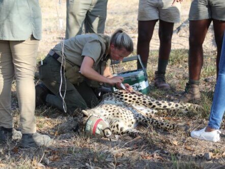 Cheetah vet at work