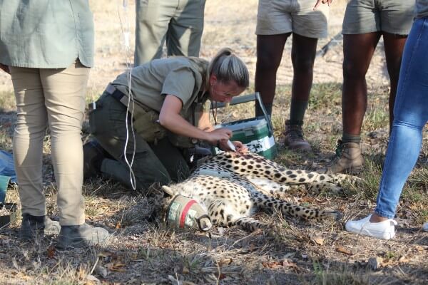 Cheetah vet at work