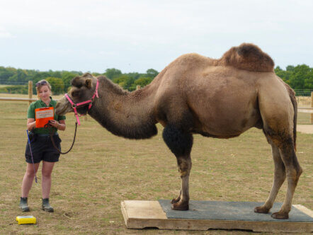 Christina Risbridger weighs male Bactrian camel Oakley (c) Whipsnade Zoo